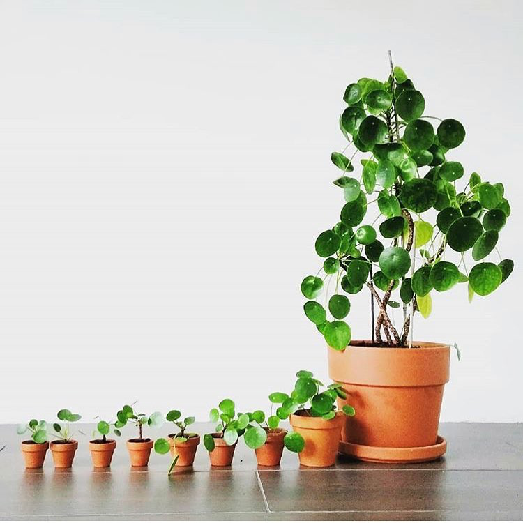 Pilea peperomioides